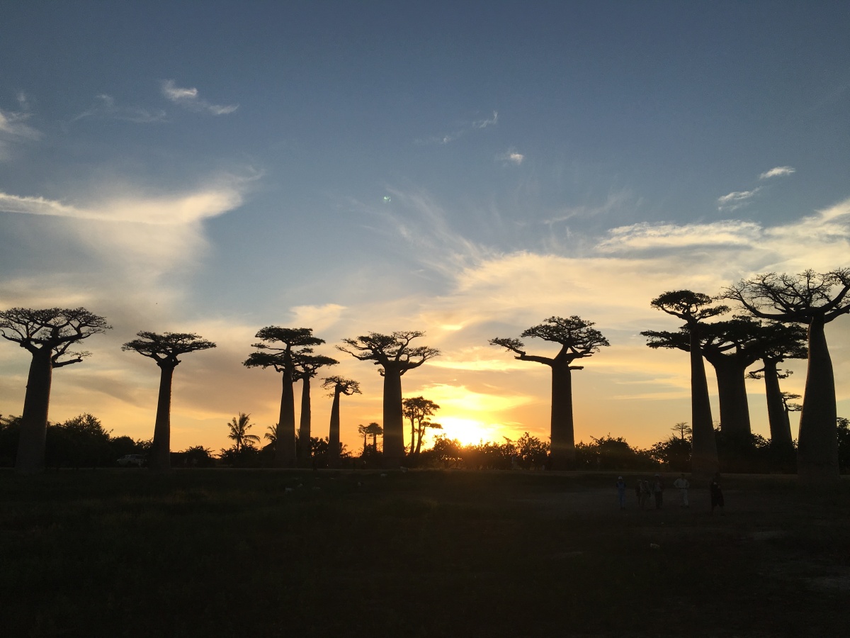 A COMPLETE GUIDE TO SEE THE AVENUE OF THE BAOBABS IN MADAGASCAR